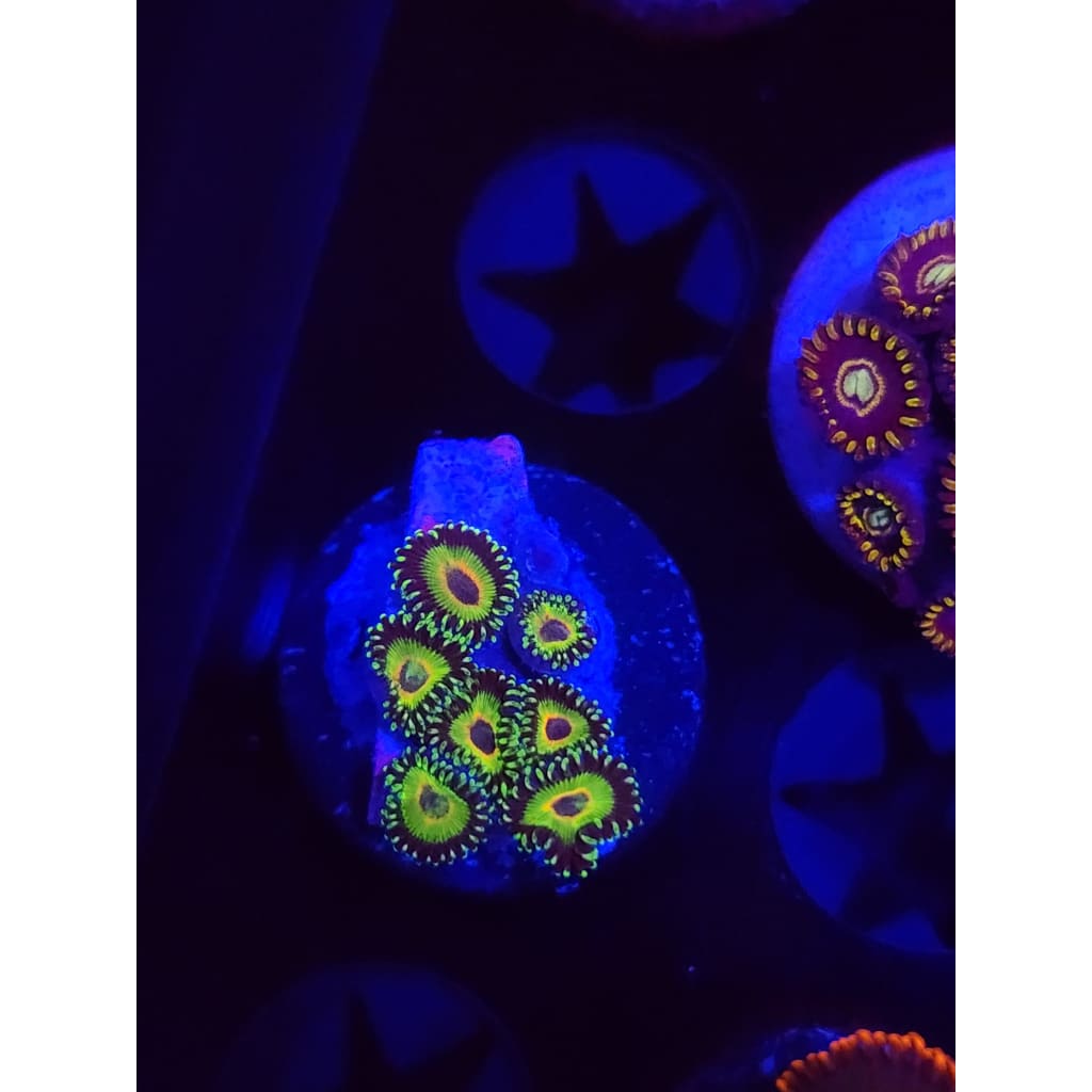 WWC Island Times Zoanthid Frag WYSIWYG!