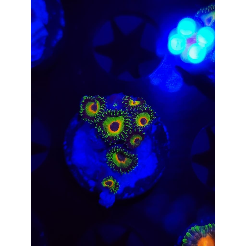 WWC Island Times Zoanthid Frag WYSIWYG!