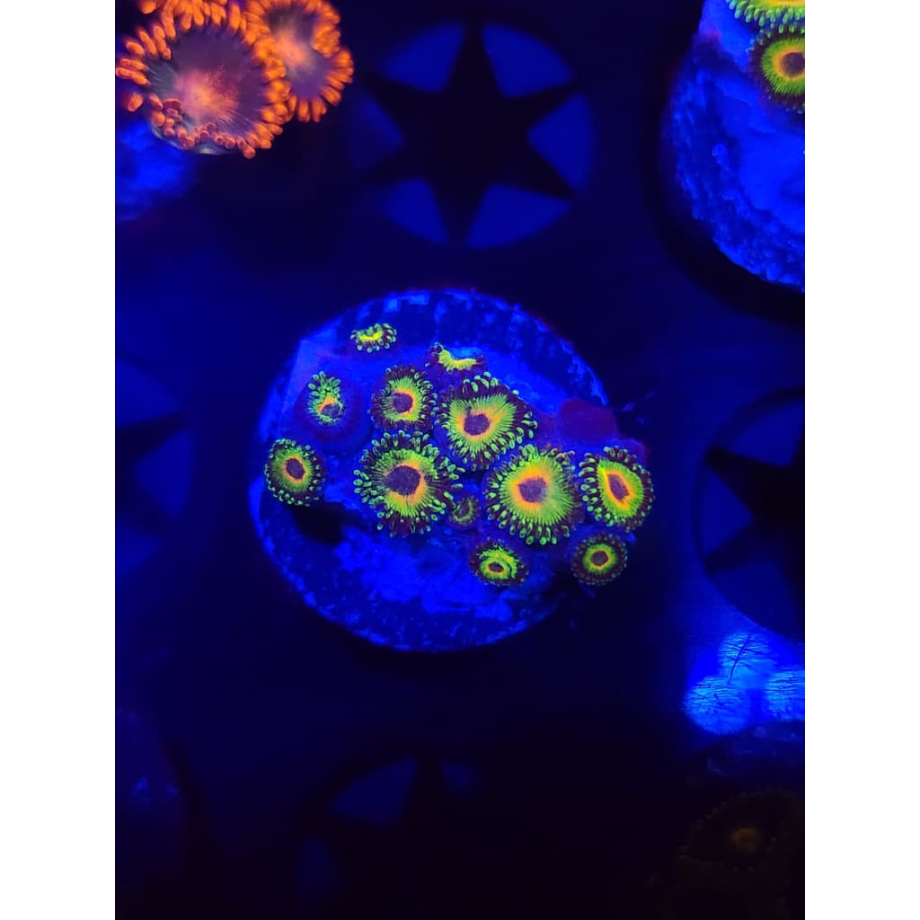 WWC Island Times Zoanthid Frag WYSIWYG!
