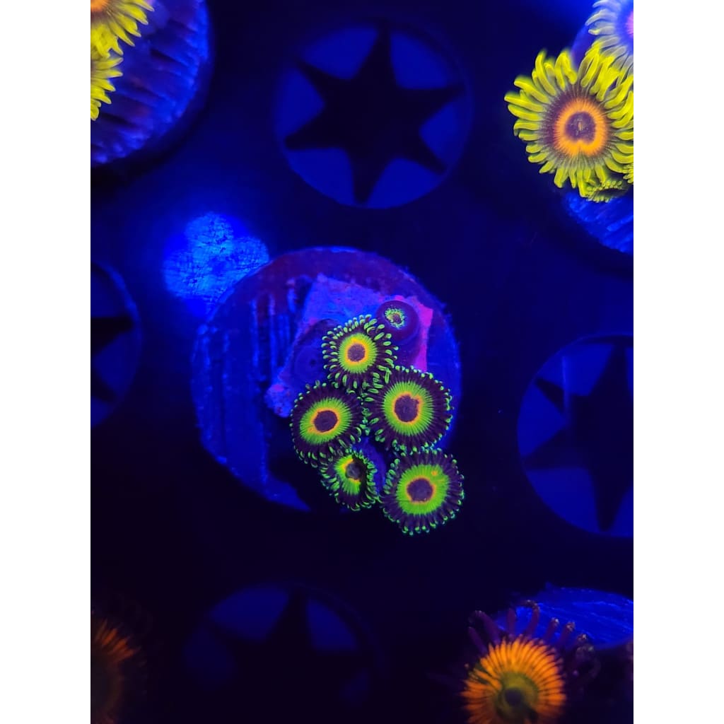 WWC Island Times Zoanthid Frag WYSIWYG!