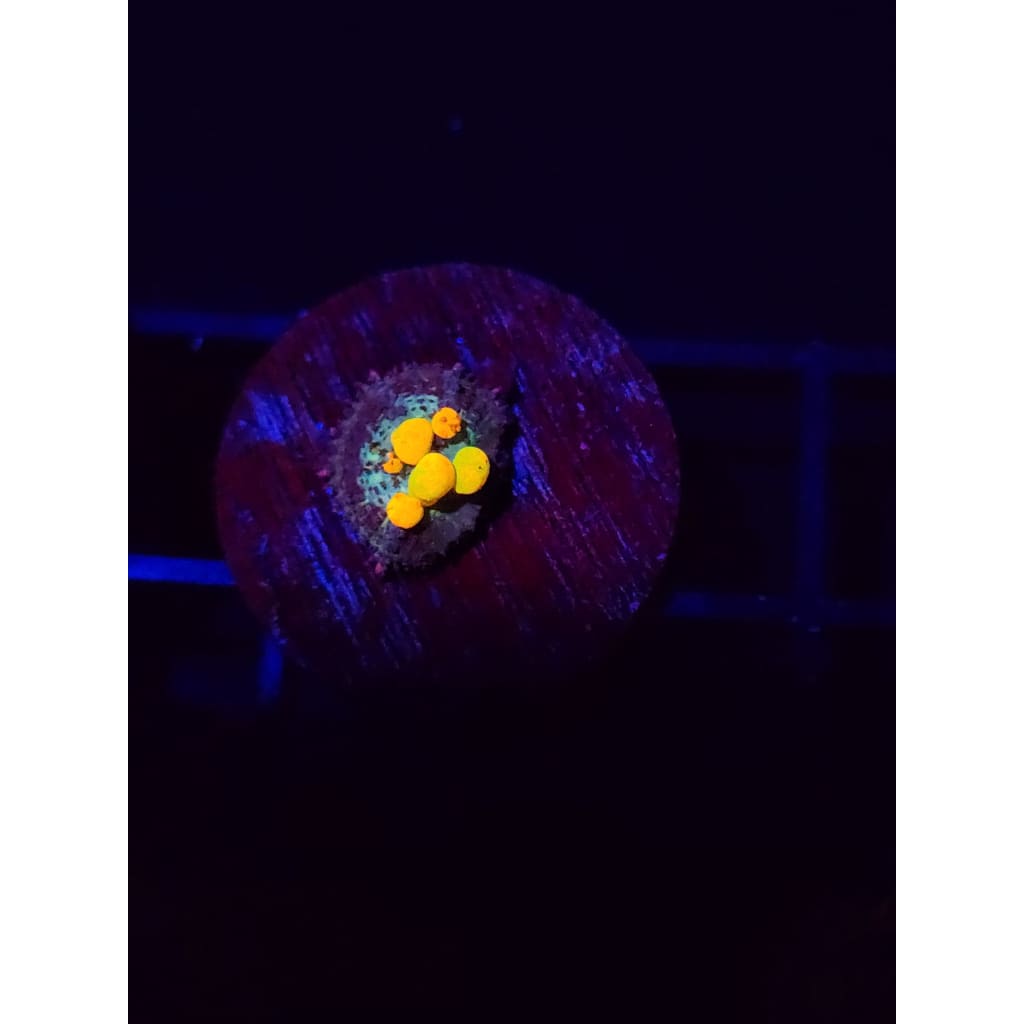 WWC OG Bounce Mushroom WYSIWYG!