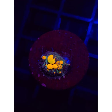 WWC OG Bounce Mushroom WYSIWYG!