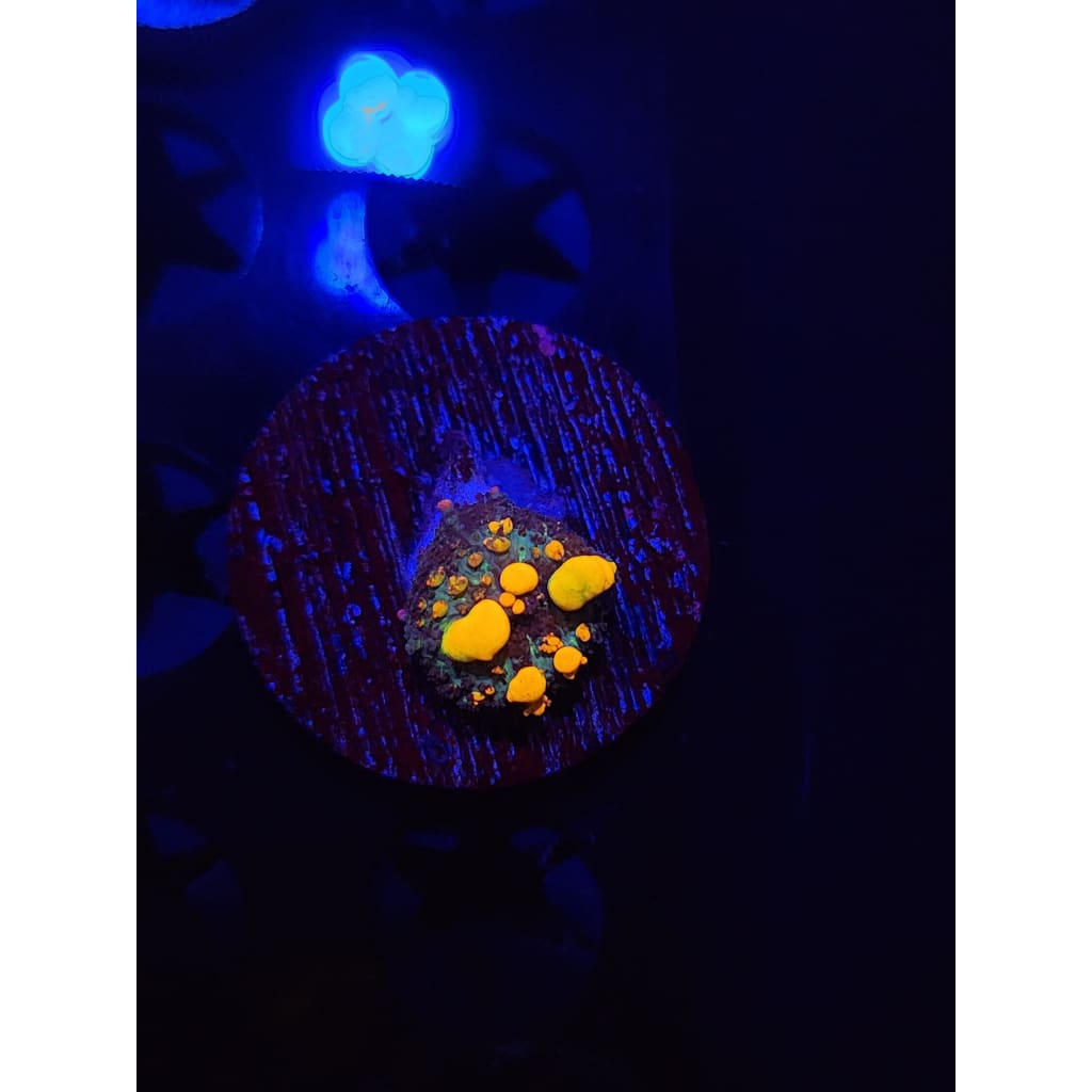 WWC OG Bounce Mushroom WYSIWYG!