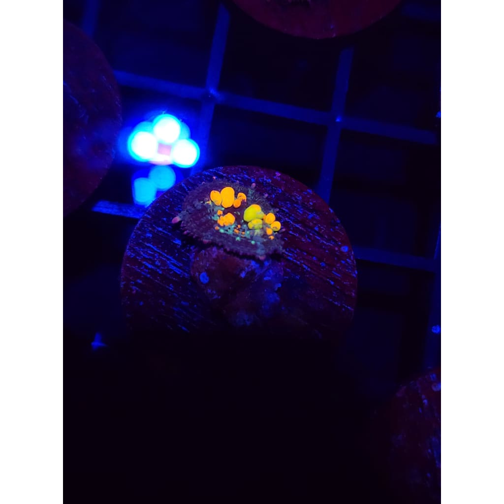 WWC OG Bounce Mushroom WYSIWYG!