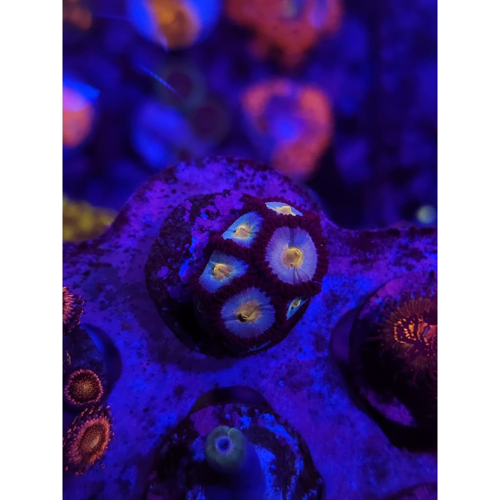 WWC South Beach Zoanthid Frag WYSIWYG!