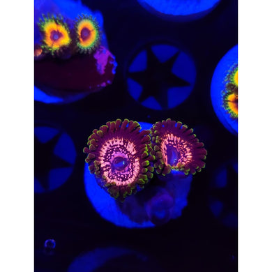 WWC Tazer Zoanthid Frag WYSIWYG!