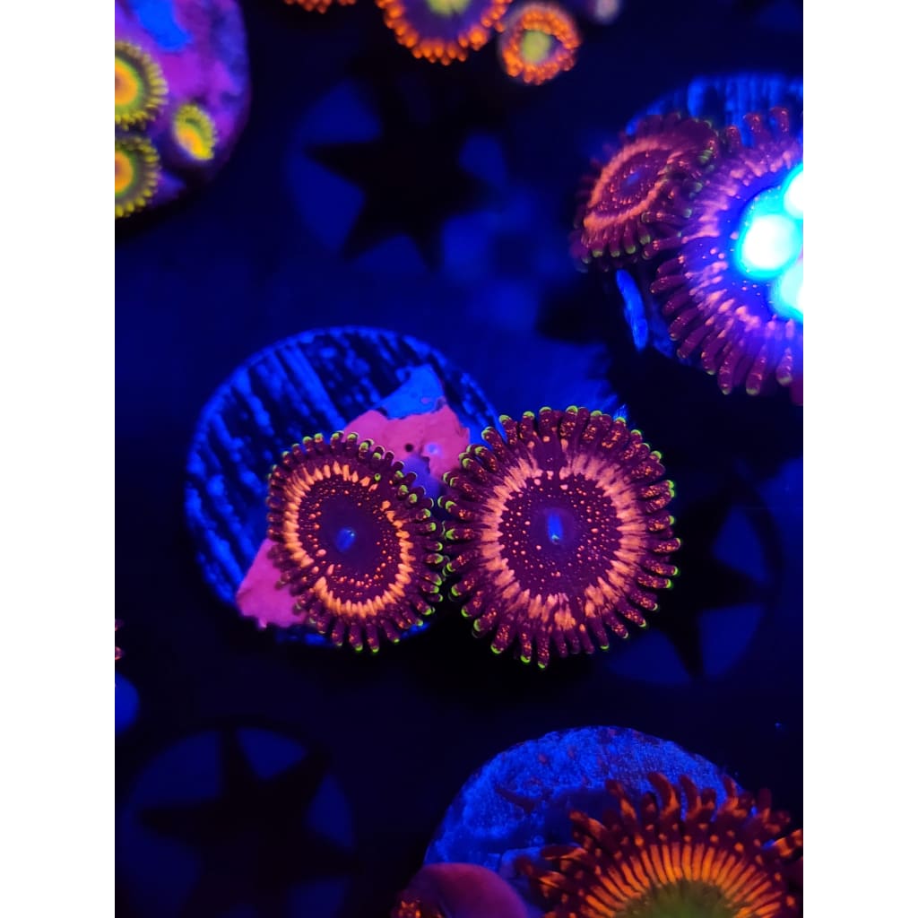 WWC Tazer Zoanthid Frag WYSIWYG!