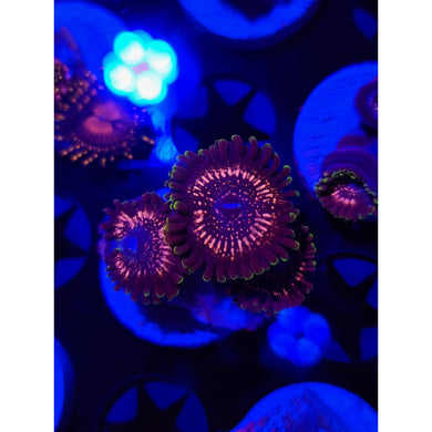 WWC Tazer Zoanthid Frag WYSIWYG!