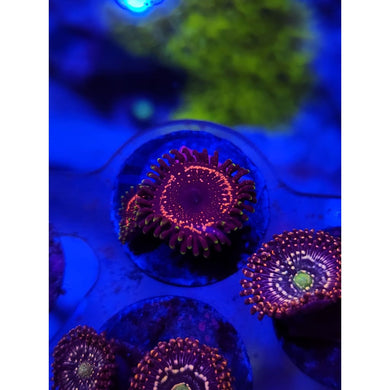 WWC Tazer Zoanthid Frag WYSIWYG!