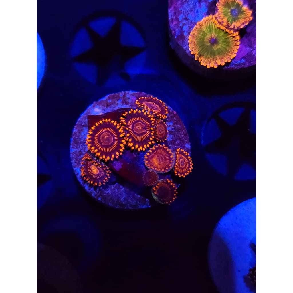 WWC Twizzler Zoanthid Frag WYSIWYG!