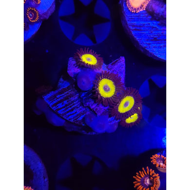 Yellow Belly Zoanthid Frag WYSIWYG!