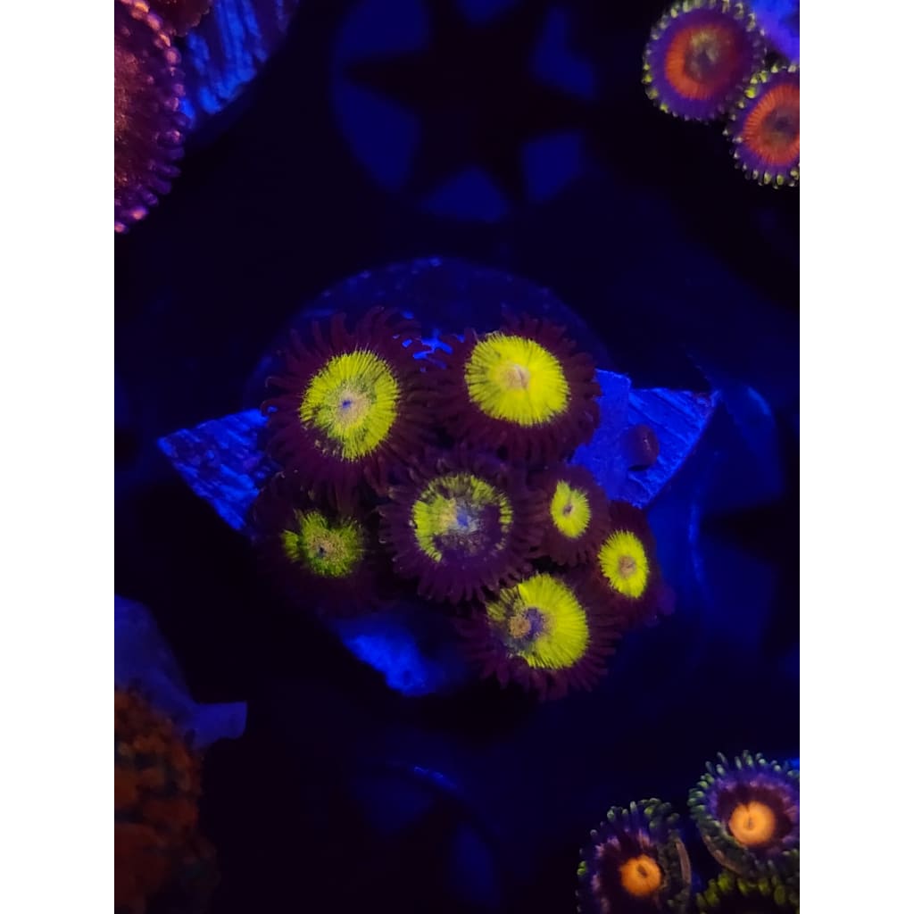 Yellow Belly Zoanthid Frag WYSIWYG!