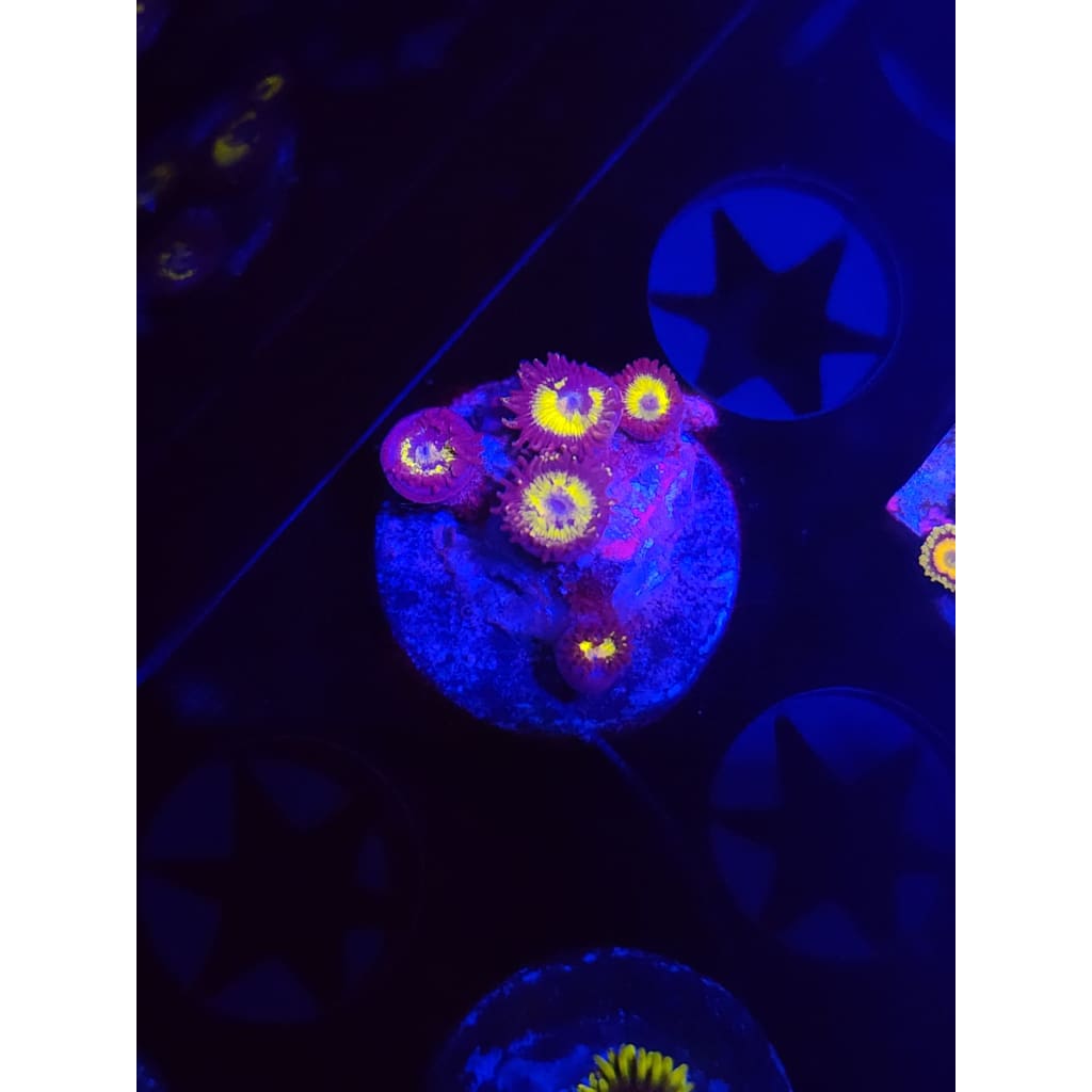 Yellow Belly Zoanthid Frag WYSIWYG!