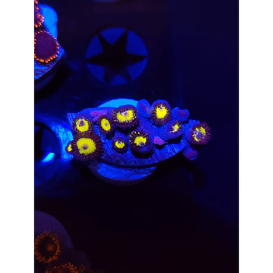 Yellow Belly Zoanthid Frag WYSIWYG!