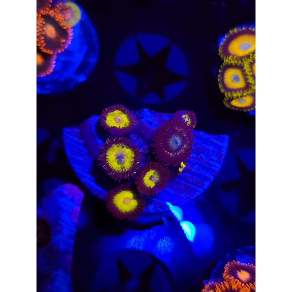 Yellow Belly Zoanthid Frag WYSIWYG!