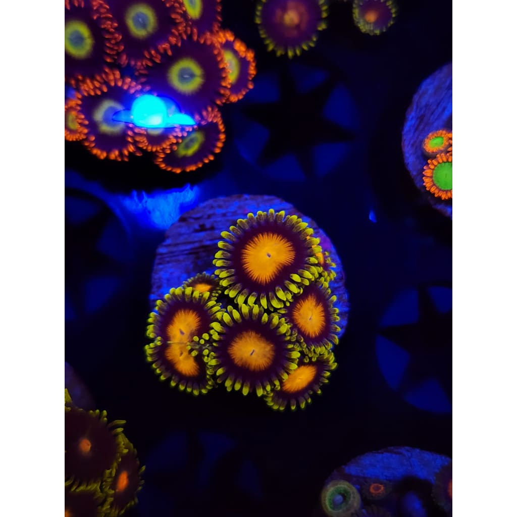 Yellow Brick Road Zoanthid Frag WYSIWYG!