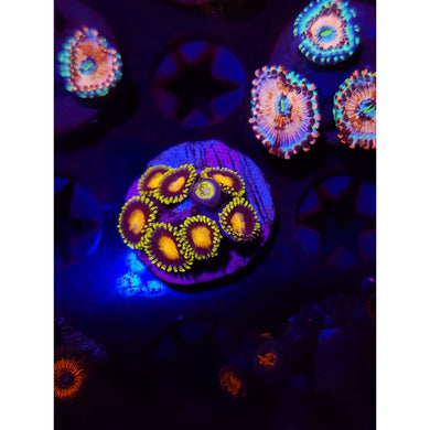 Yellow Brick Road Zoanthid Frag WYSIWYG!
