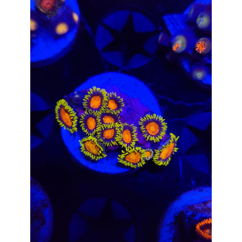 Yellow Brick Road Zoanthid Frag WYSIWYG!