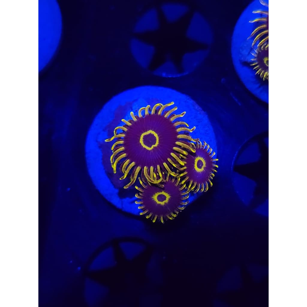 Yellow Hornet Zoanthid Frag WYSIWYG!