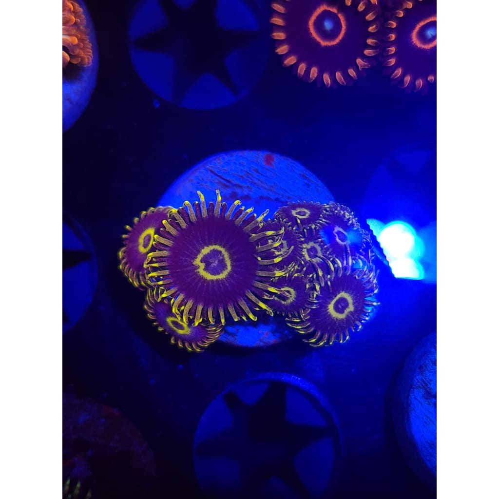Yellow Hornet Zoanthid Frag WYSIWYG!
