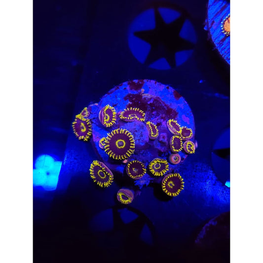 Yellow Hornet Zoanthid Frag WYSIWYG!