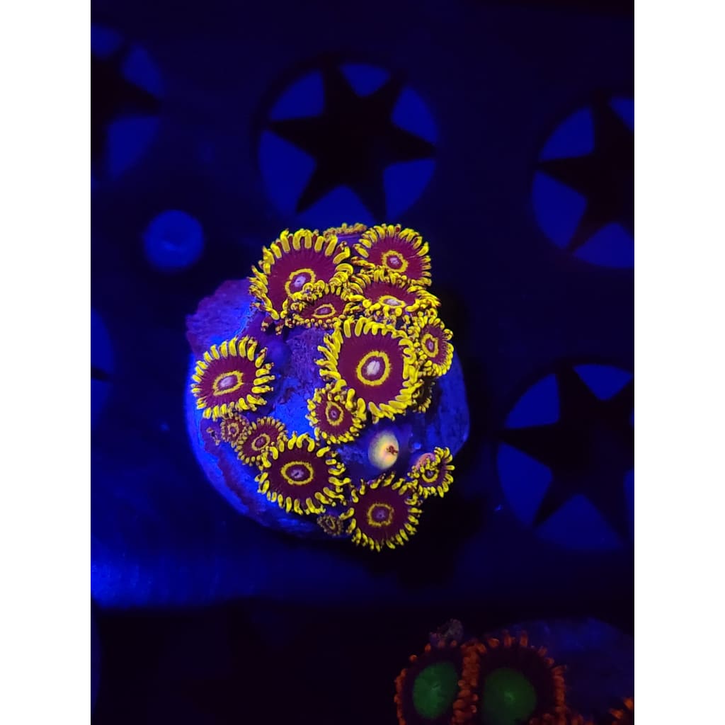 Yellow Hornet Zoanthid Frag WYSIWYG!
