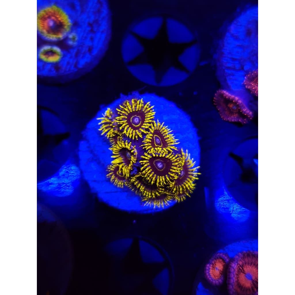 Yellow Hornet Zoanthid Frag WYSIWYG!
