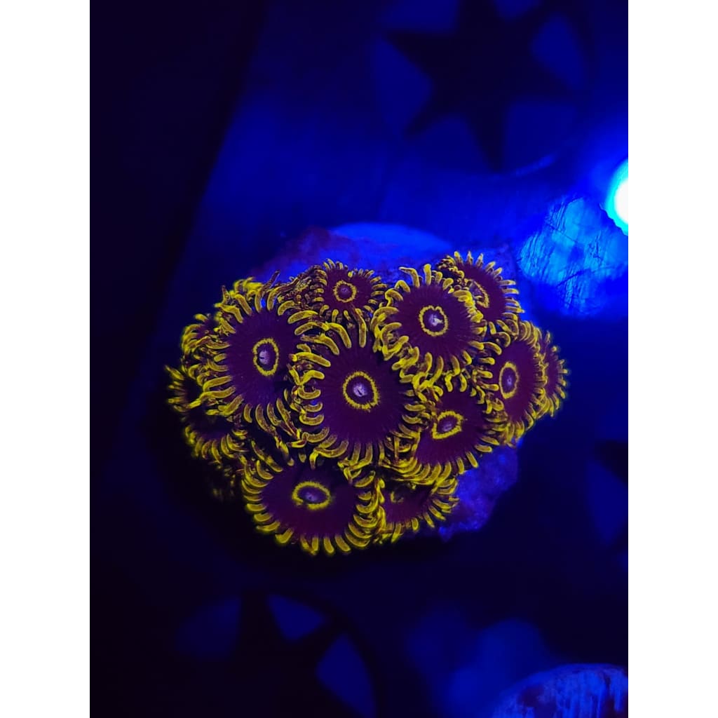 Yellow Hornet Zoanthid Frag WYSIWYG!