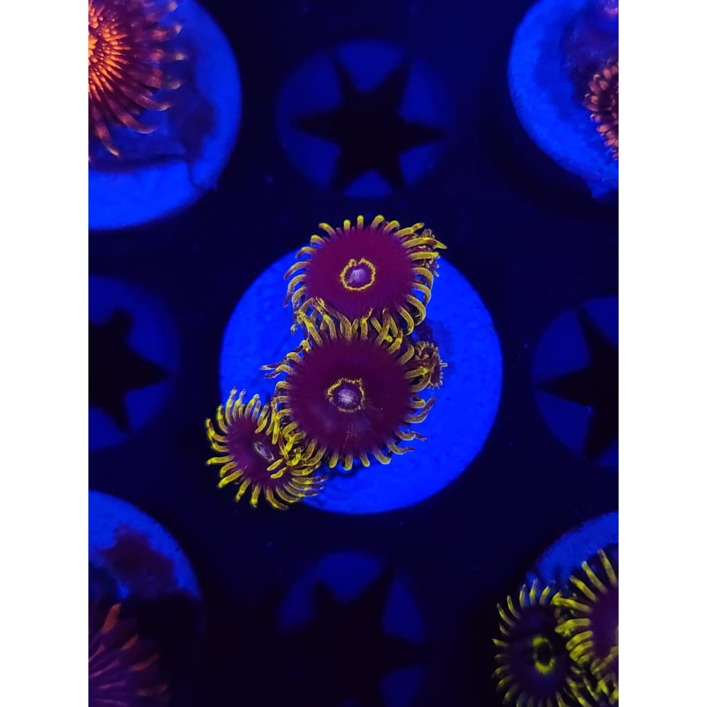 Yellow Hornet Zoanthid Frag WYSIWYG!