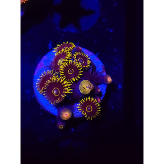 Yellow Hornet Zoanthid Frag WYSIWYG!