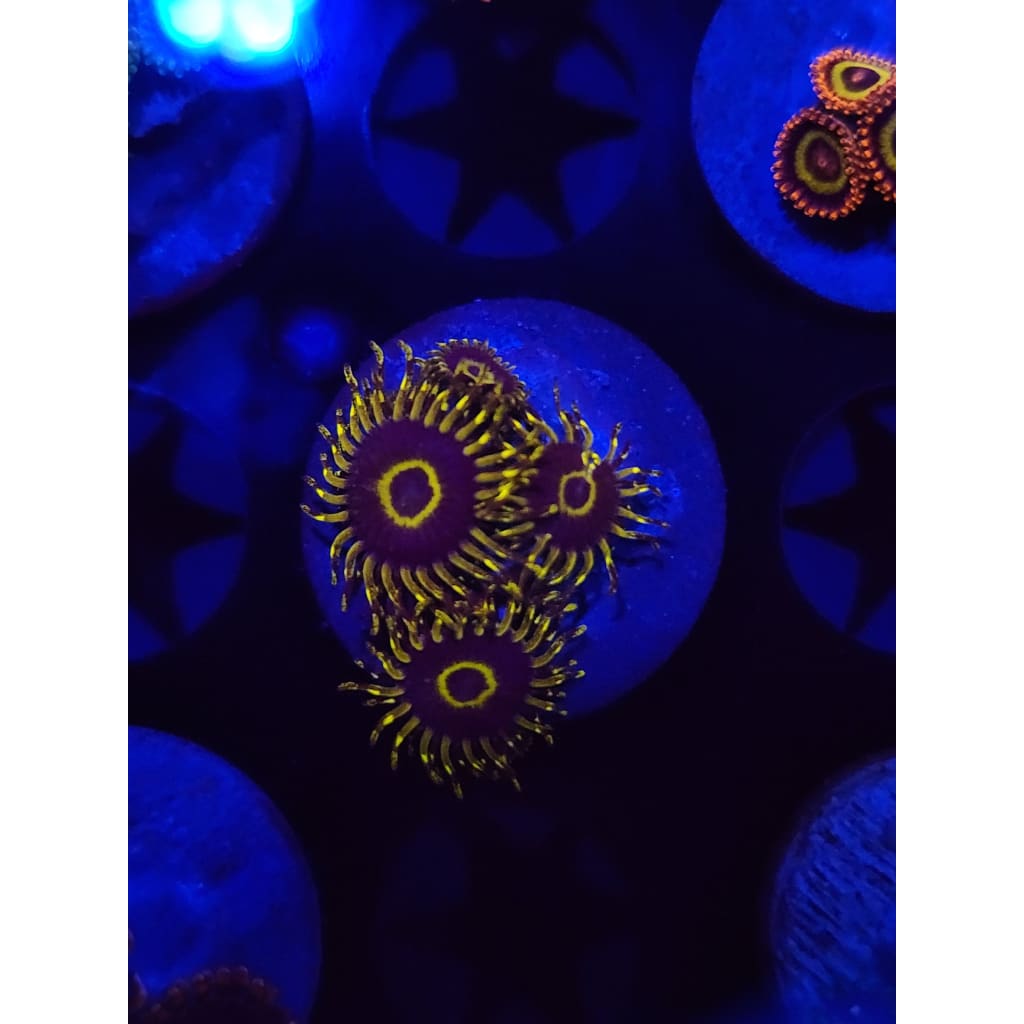 Yellow Hornet Zoanthid Frag WYSIWYG!