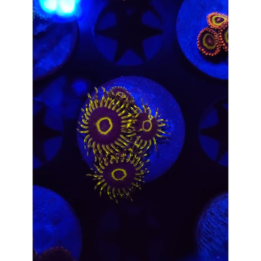 Yellow Hornet Zoanthid Frag WYSIWYG!