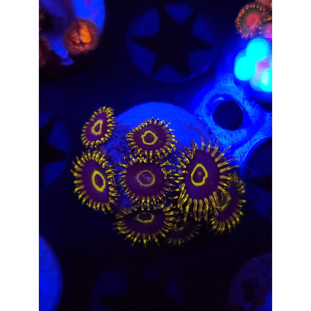 Yellow Hornet Zoanthid Frag WYSIWYG!