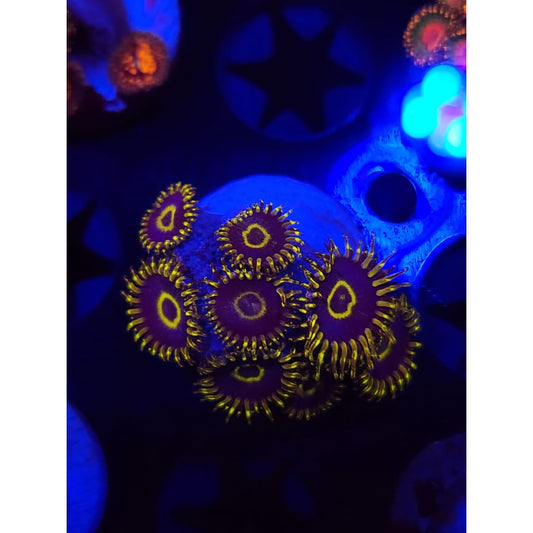 Yellow Hornet Zoanthid Frag WYSIWYG!