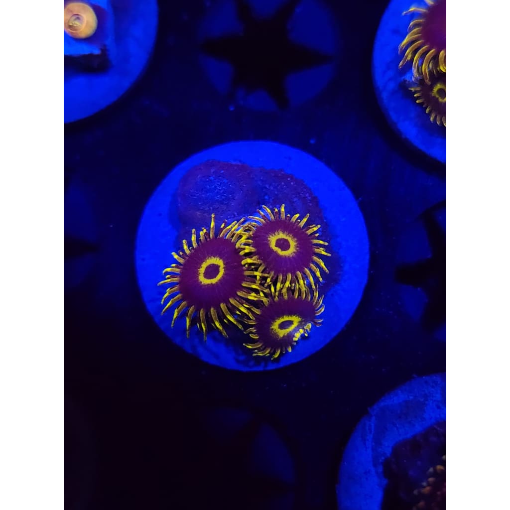 Yellow Hornet Zoanthid Frag WYSIWYG!