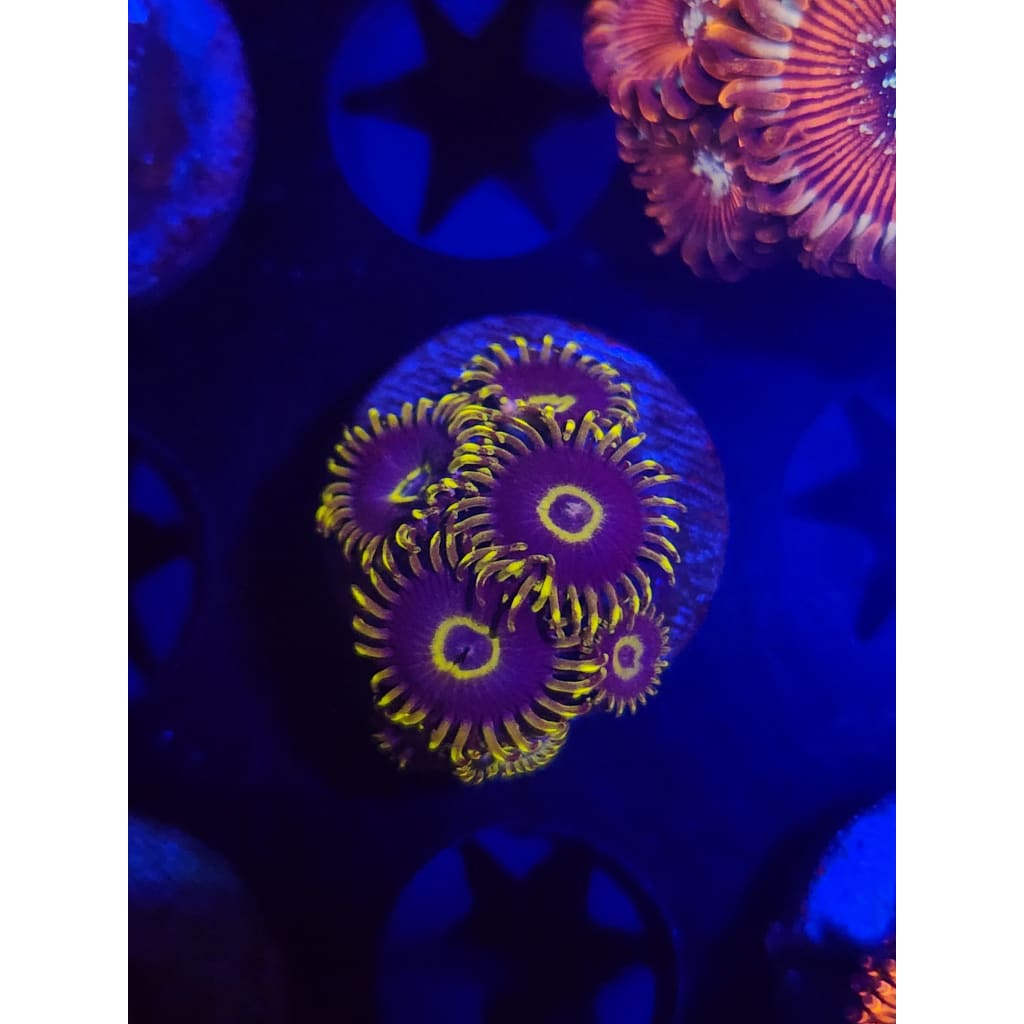 Yellow Hornet Zoanthid Frag WYSIWYG!