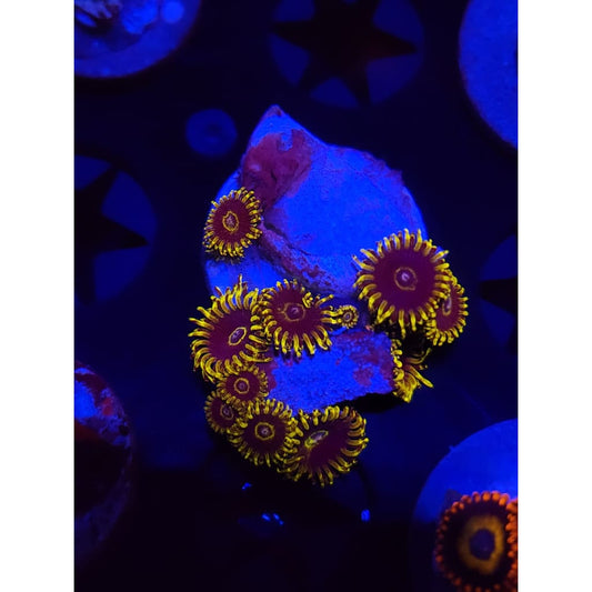 Yellow Hornet Zoanthid Frag WYSIWYG!