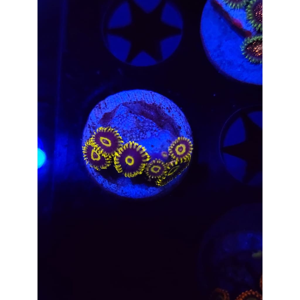Yellow Hornet Zoanthid Frag WYSIWYG!