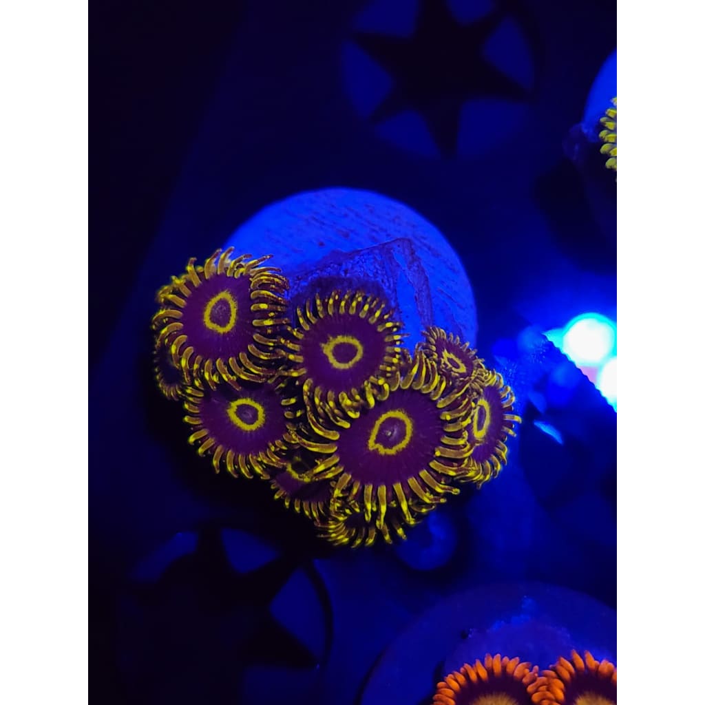 Yellow Hornet Zoanthid Frag WYSIWYG!