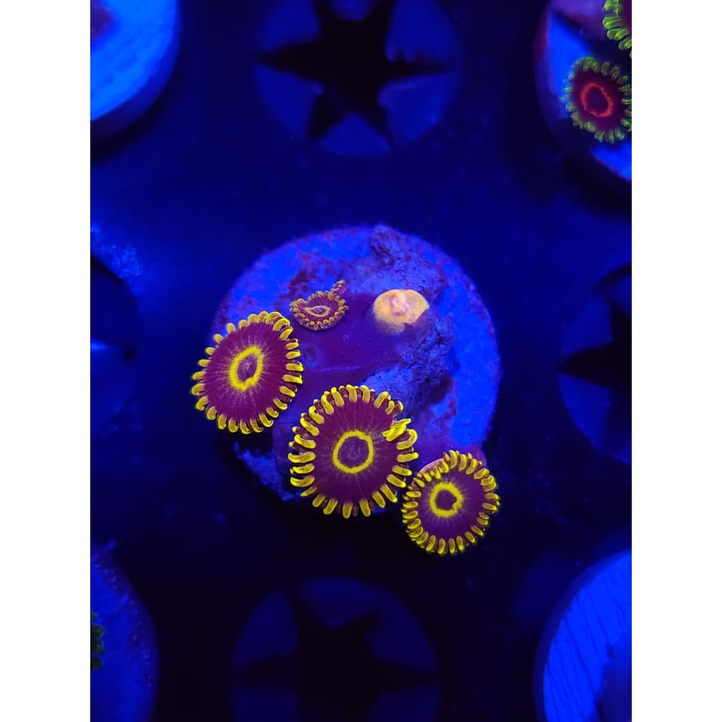 Yellow Hornet Zoanthid Frag WYSIWYG!