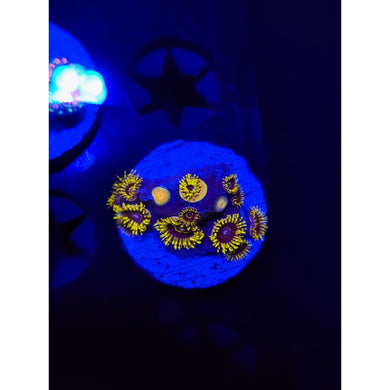 Yellow Hornet Zoanthid Frag WYSIWYG!