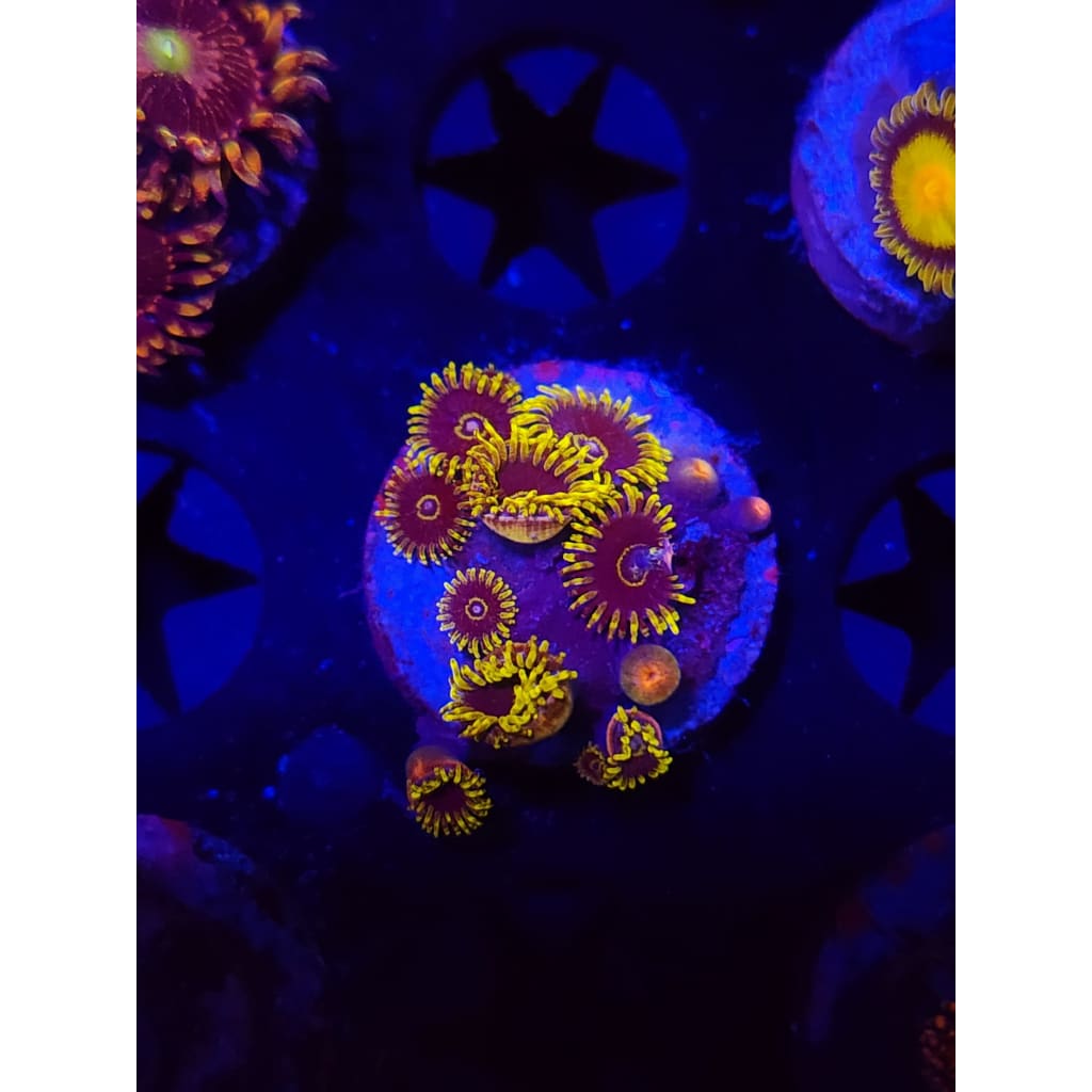 Yellow Hornet Zoanthid Frag WYSIWYG!