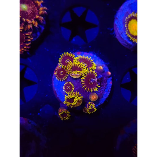 Yellow Hornet Zoanthid Frag WYSIWYG!