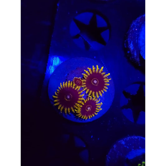 Yellow Hornet Zoanthid Frag WYSIWYG!