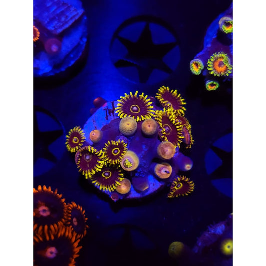 Yellow Hornet Zoanthid Frag WYSIWYG!