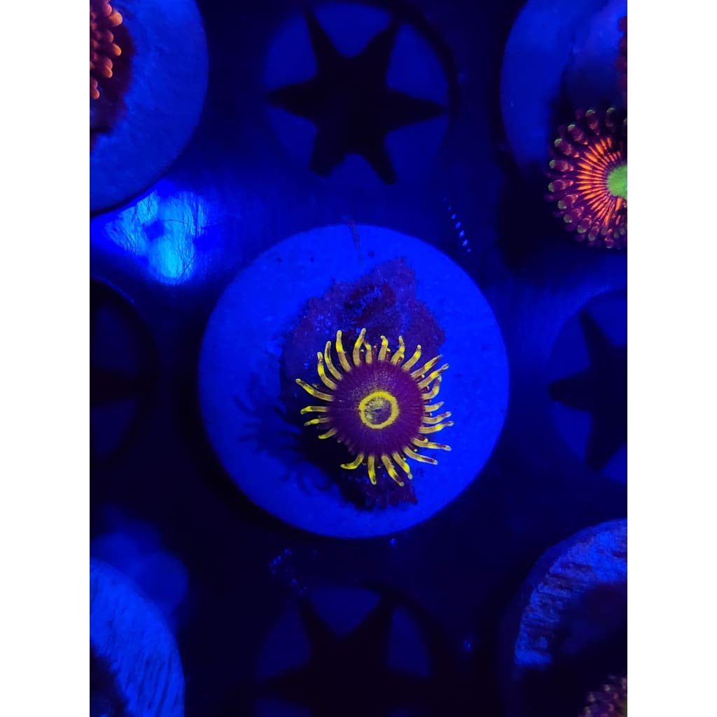 Yellow Hornet Zoanthid Frag WYSIWYG!