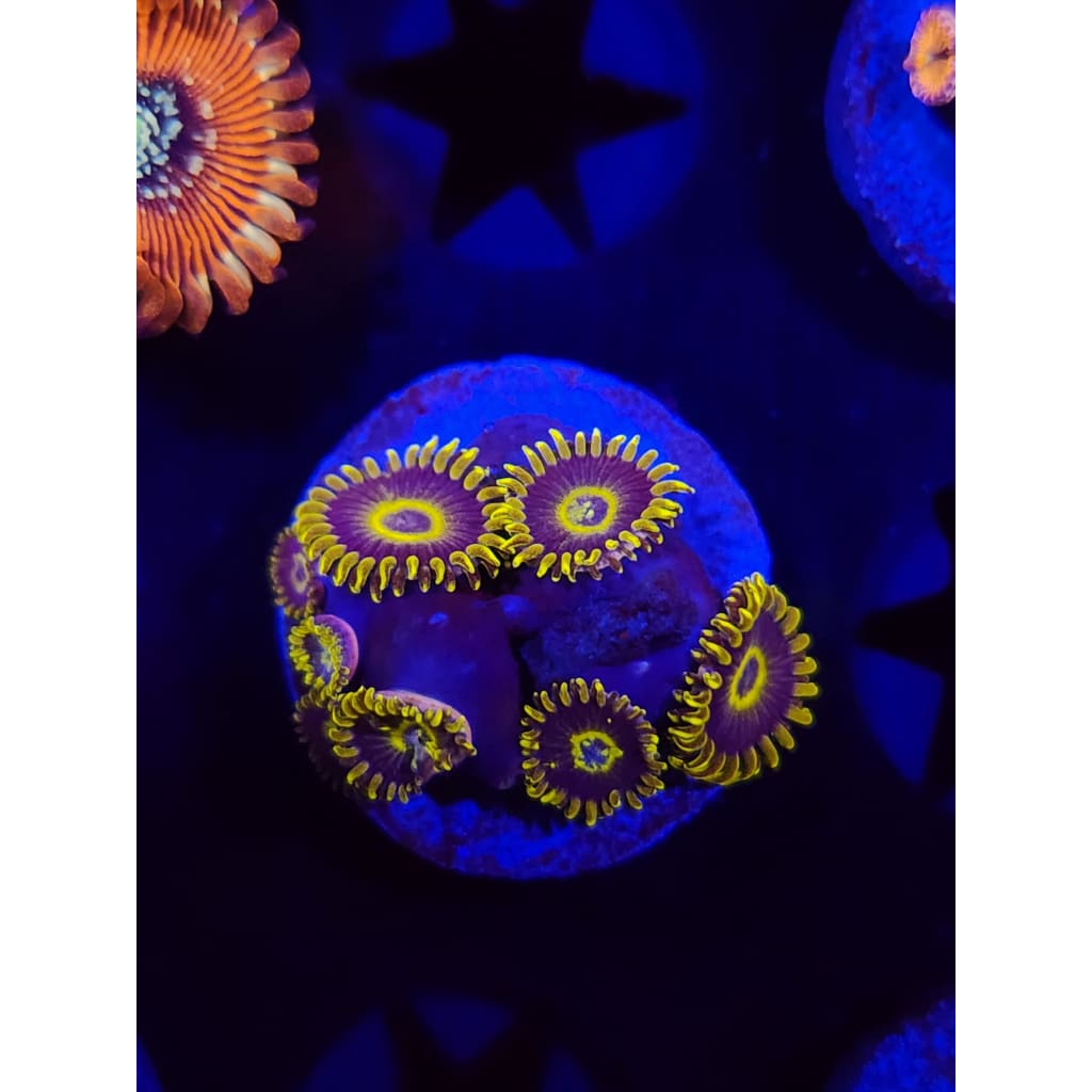 Yellow Hornet Zoanthid Frag WYSIWYG!