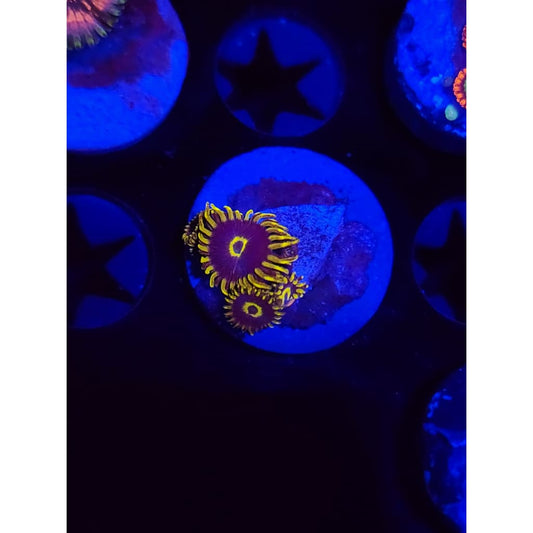 Yellow Hornet Zoanthid Frag WYSIWYG!