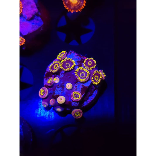 Yellow Hornet Zoanthid Frag WYSIWYG!