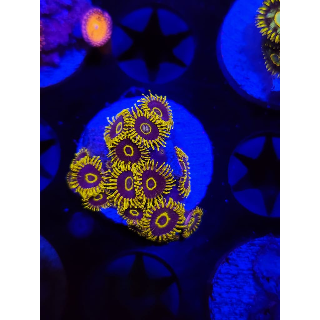 Yellow Hornet Zoanthid Frag WYSIWYG!